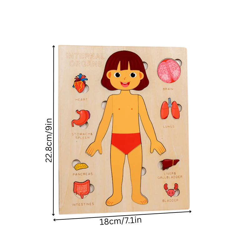 Anatomy Puzzle
