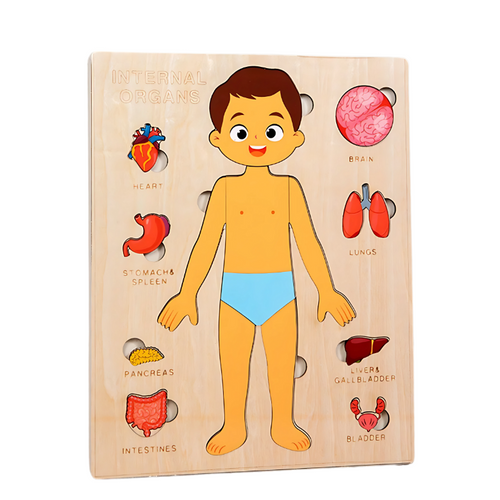 Anatomy Puzzle