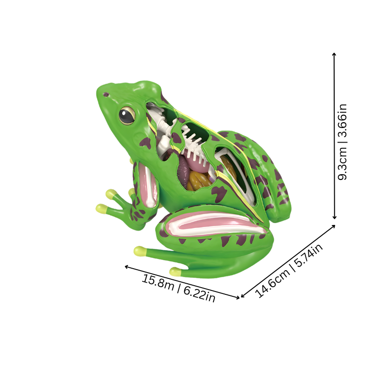 4D Anatomy Toy