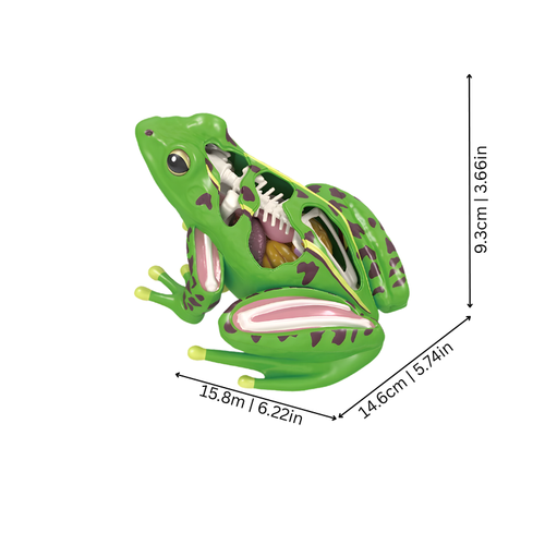 4D Anatomy Toy