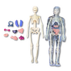 3D Human Anatomy Puzzle - main product image