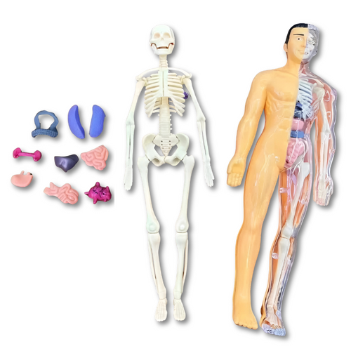 3D Human Anatomy Puzzle