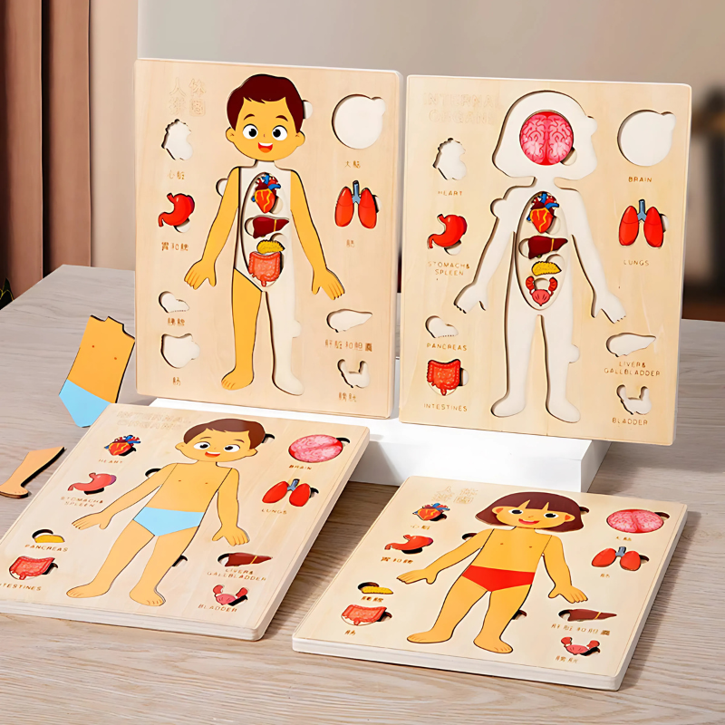 Anatomy Puzzle