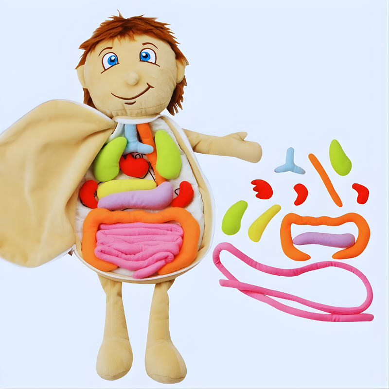 Soft Anatomy Toy - main product image