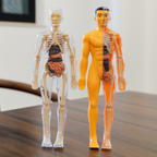 3D Human Anatomy Puzzle