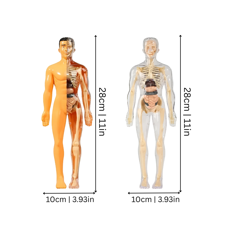 3D Human Anatomy Puzzle