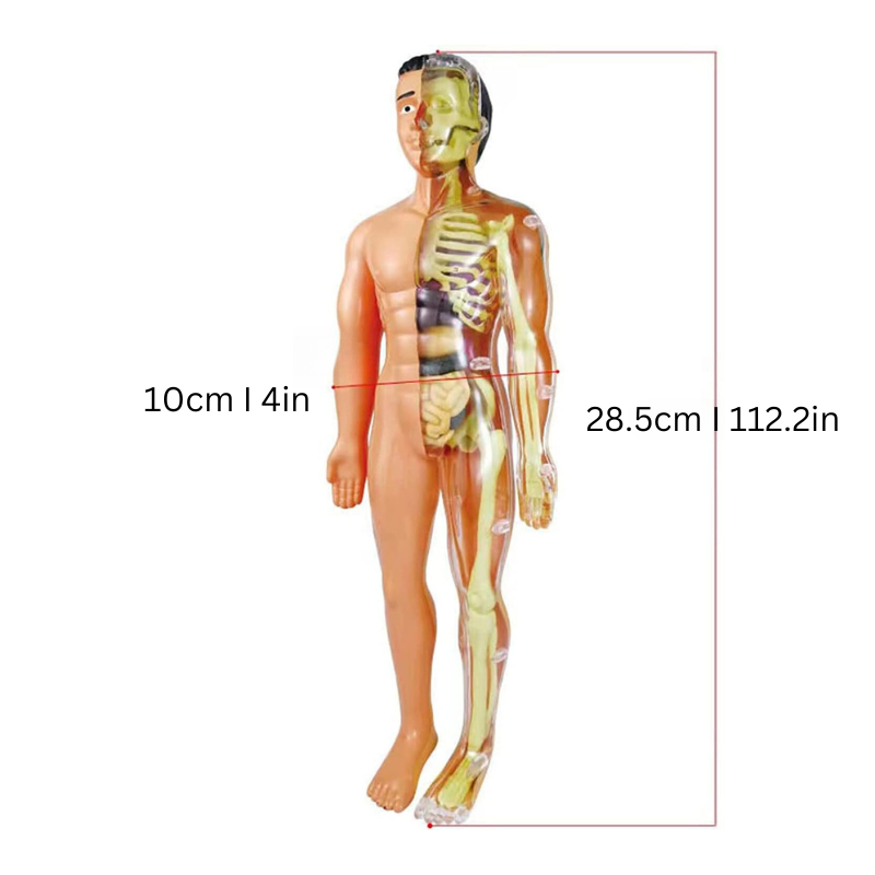 3D Model Isn't Just A Learning Tool