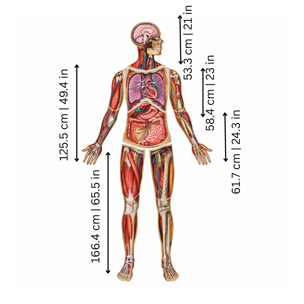 Human Anatomy Floor Puzzle for Kids Education