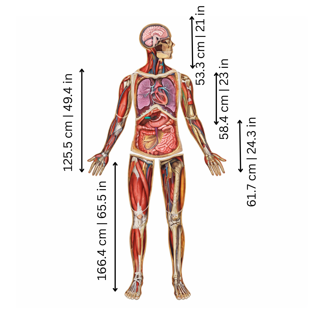 Human Anatomy Floor Puzzle for Kids Education